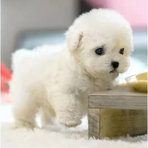 Realistic Puppy -5️⃣0️⃣% 🇴🇫🇫 🆃🅾🅳🅰🆈- My Robot Puppy