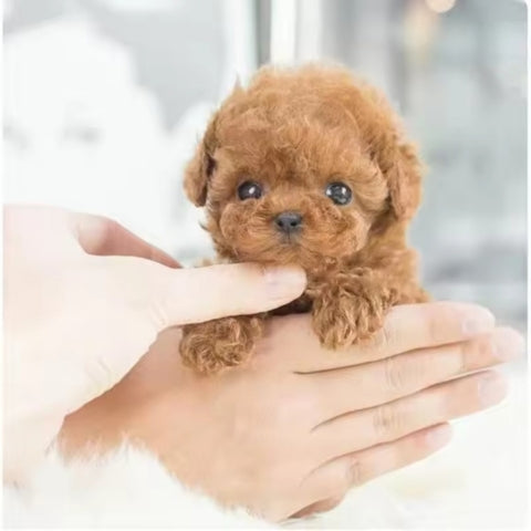 Realistic Puppy -5️⃣0️⃣% 🇴🇫🇫 🆃🅾🅳🅰🆈- My Robot Puppy