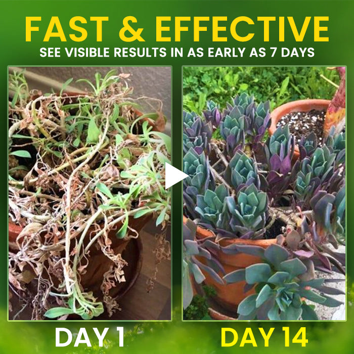 🌟 Official Store |Few Stocks Available🔥Hot Sale - 50% OFF🌿AEXZR® 2 in 1 Vita-Enzyme Solution