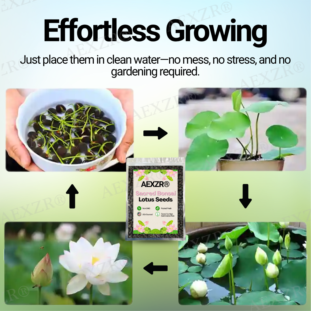 🌟 Official Store |Few Stocks Left🔥Hot Sale - 50% OFF🌿AEXZR® Sacred Bonsai Lotus Seeds